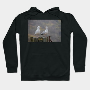 Two Seagulls sitting on a fence Hoodie